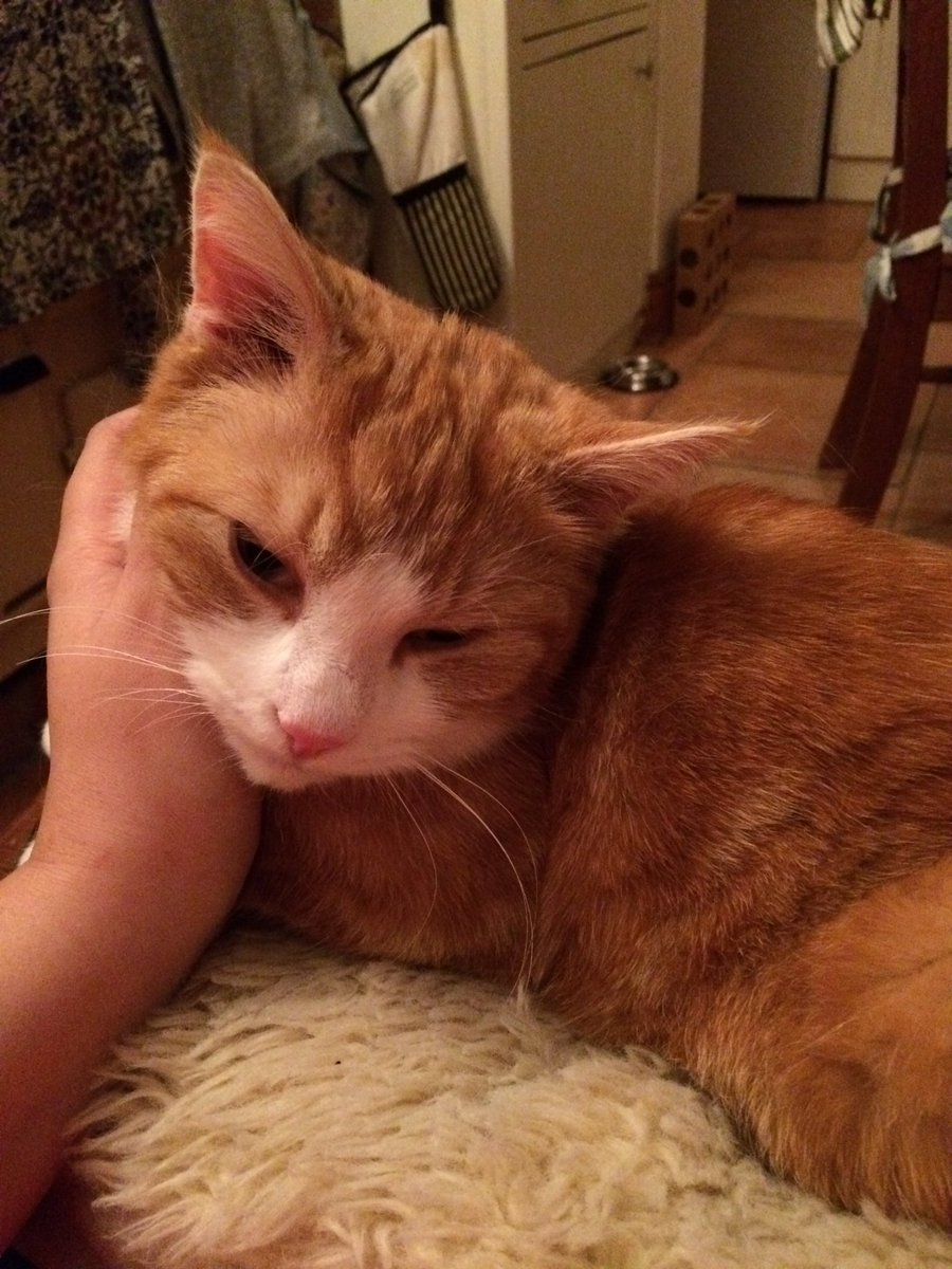 Bethan_1990's tweet photo. Stated naming the male foster cats after @bfc_official players. Had @AlfieMawson and @George_Willo so far. Who next? https://t.co/yrfaUXtAes