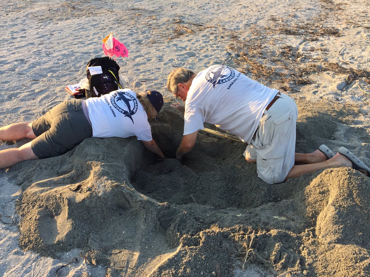 ahrcanum's tweet image. Yay 🇺🇸 #flagday begins w #turtlenest on #turtlebeach #siestakey w @MoteMarineLab 6-14-16 🐢 #turtles r good.