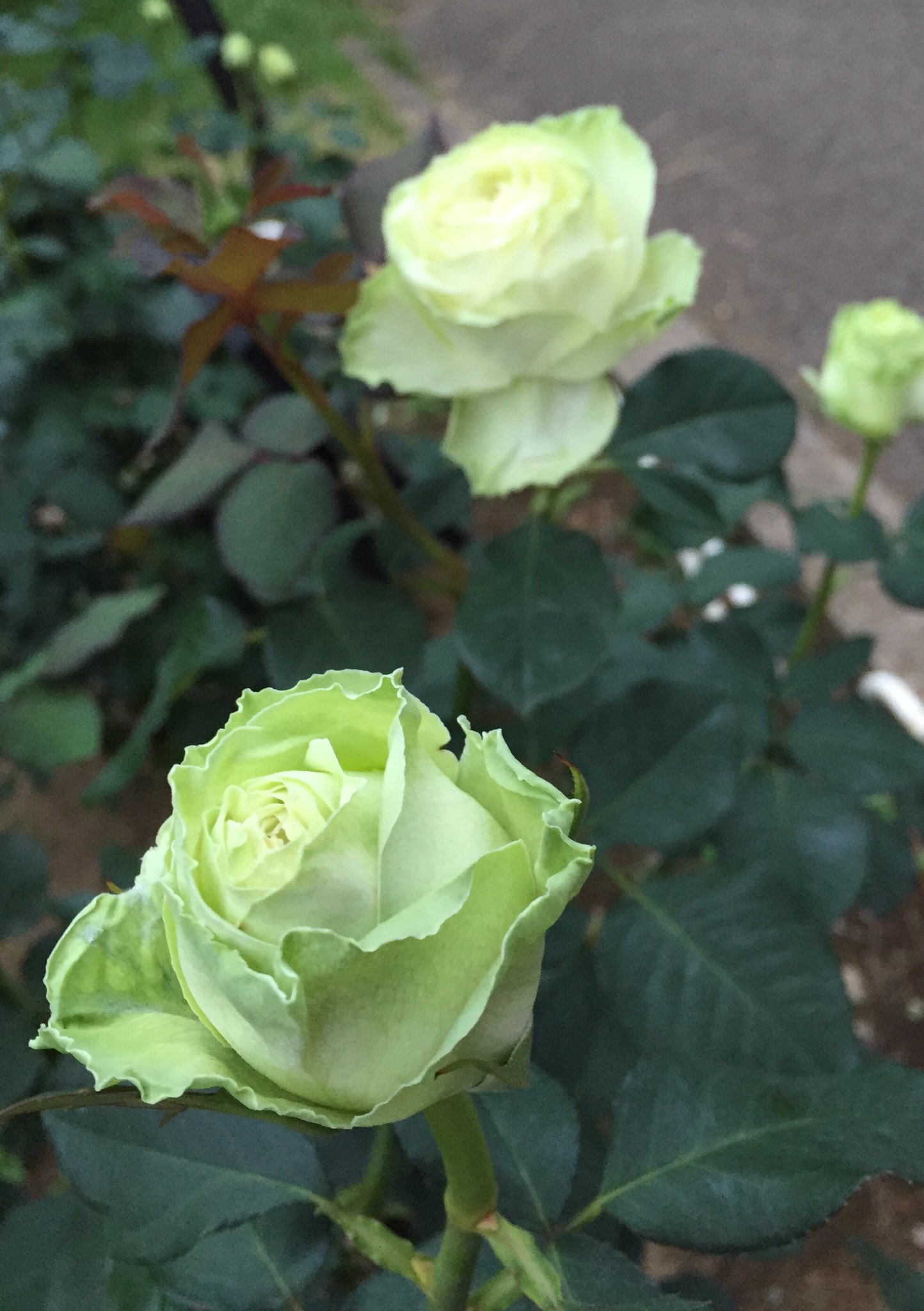 くおん 今日見つけたお花 緑色の薔薇 わかば 素敵だけど ちょっとキャベツっぽいかも 笑 薔薇 花 緑のバラ T Co J0falf6mvr Twitter