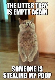 KittyCatWeb's tweet image. Somebody stole my ....