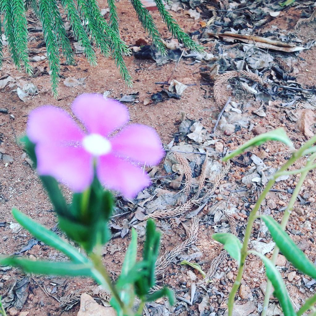 imdeesh's tweet photo. Today #myclick out of foces 📷📷 
#Tablerose  மாலை வணக்கம் நட்பூக்களே 😊😊 https://t.co/gClTaPN3Y5