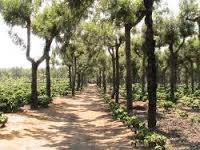 thegoldenbean's tweet photo. A few photos of the farm #SantaIsabel #Guatemala that your coffees from @TheCafe_SPP https://t.co/5mMxldnzkw