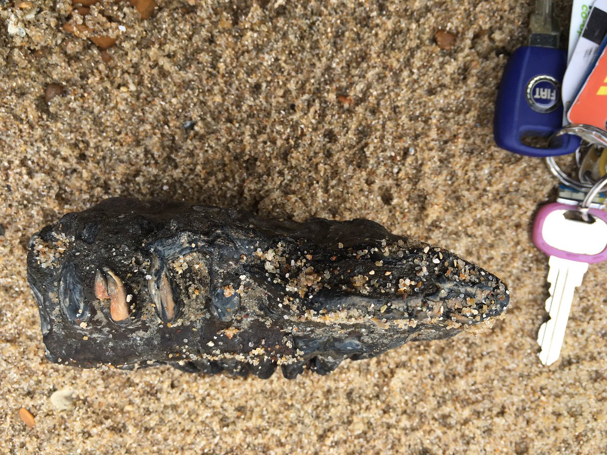 TouchingTheTide's tweet photo. Just in case u missed it I think I've found a #mammoth #tooth on #Felixstowe #beach!!@SuffolkAONB @VisitFelixstowe https://t.co/Ki47oWQsEp