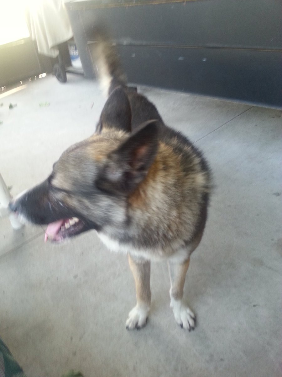 Donjohn2020's tweet photo. We found a lost dog and it doesn't have a collar. If we can't find the owner can anyone take him in? https://t.co/WopQAi79nF