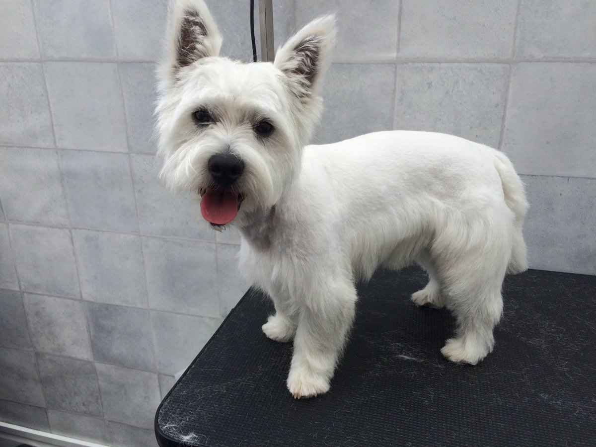 Groomingtons's tweet photo. Westie pup, Max, came for his first groom πΎ. @iBristolPeople @dogownersuk #Groomingtons. 20% off first visit! https://t.co/FCkswlkfan