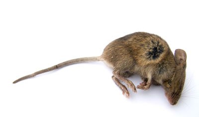 DropTilt's tweet image. I Cast Detect Magic on Disney - droptilt.com/entertainment/…