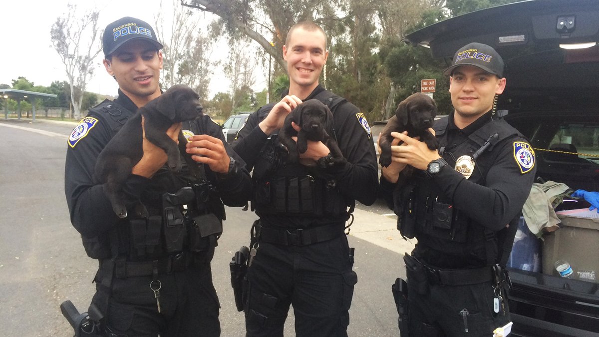 WATCH Tale of 3 Escondido police officers and the 3 puppies found