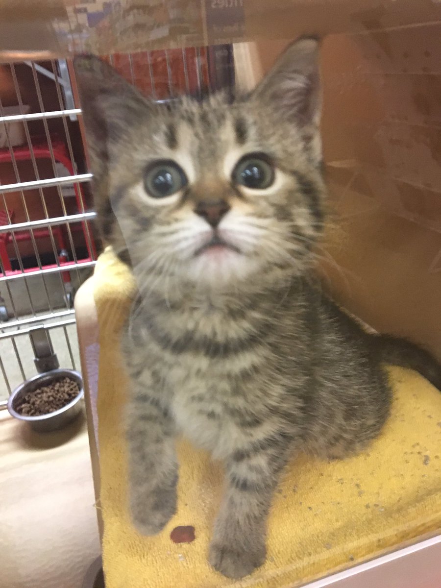 DPeirse's tweet photo. Stop by and meet Adele currently available for adoption @ Petsmart East Liberty https://t.co/GN3DYtCiqq