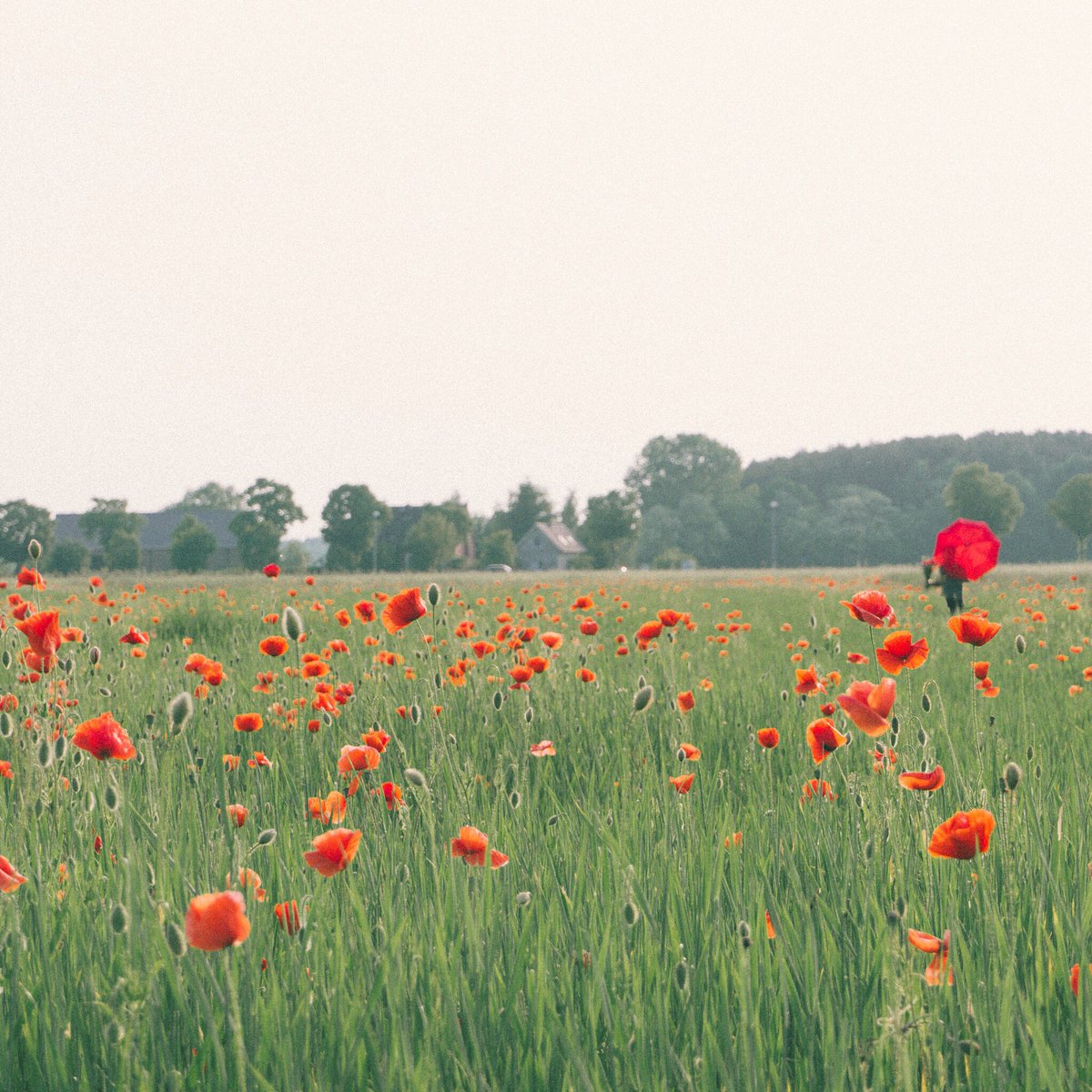 Aladiia's tweet photo. Mohn und Schirm #poppy https://t.co/yn208bAJmp
