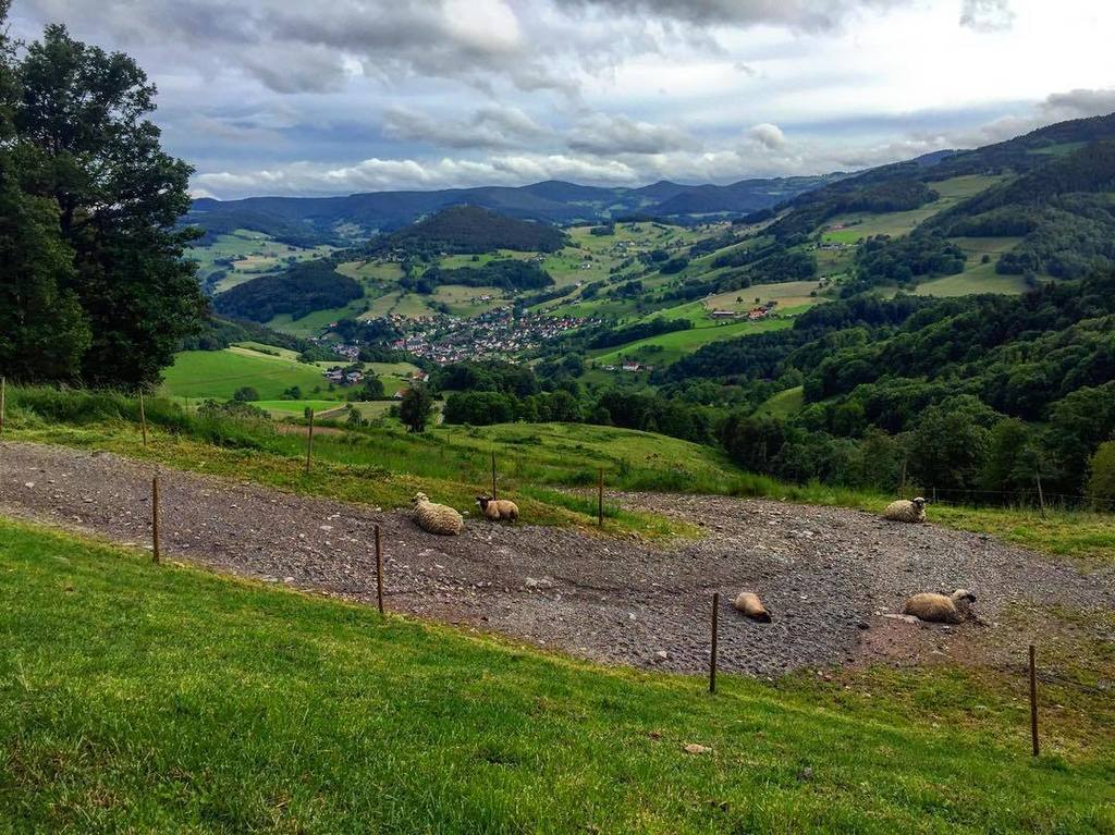 NoelleRemy's tweet photo. De passage à Chamont sur les hauteurs de #lapoutroie ... Toujours aussi beau ❤️❤️❤️
#welovealsace
#alsace
#visitk… https://t.co/jgRgMdPUUJ
