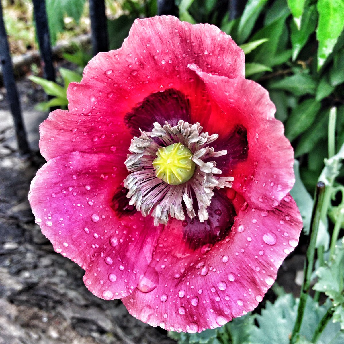 Vicki_Handley's tweet photo. Wind-swept, sun-bleached, rain-drenched poppy! #hardlifebeingaflower https://t.co/uBNFCbsgnx