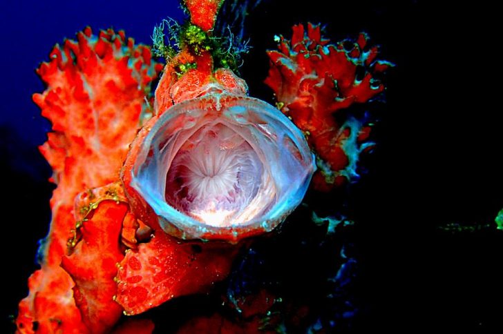 Bali Diving Guide: The Best Wrecks, Reefs, and Critters ow.ly/M2xb300PwP2