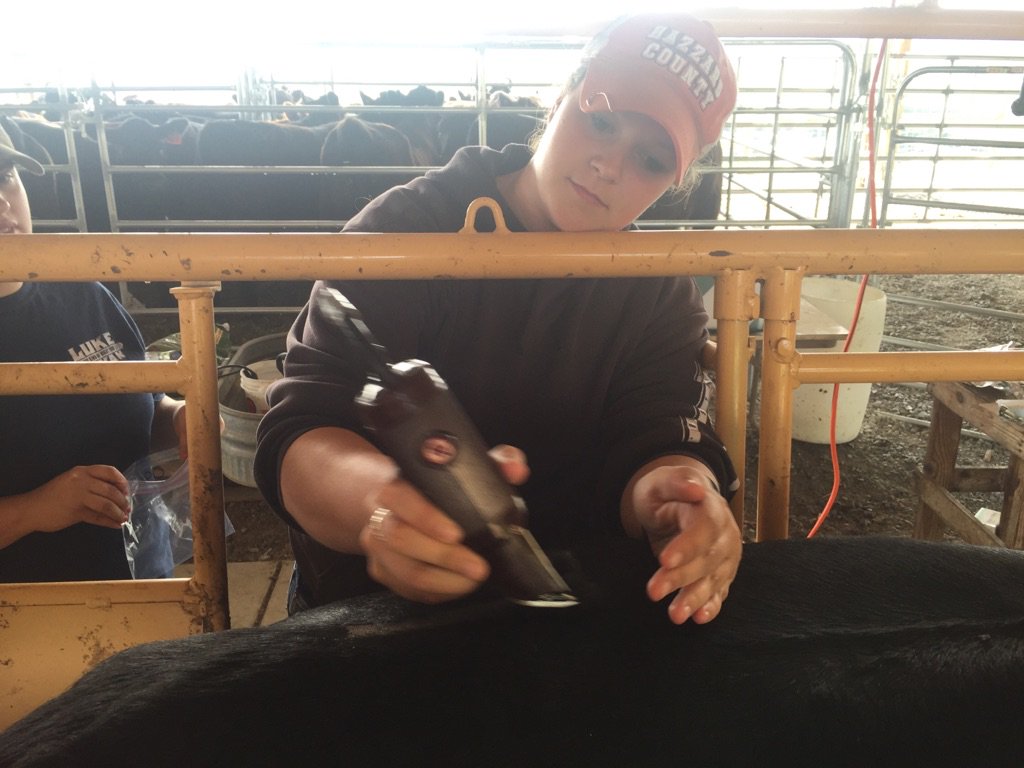 UTAgResearch's tweet photo. Doc student Sierra Lockwood collects data at the #HeiferDevelopment center. @UTAnimalScience @TNFarmers @TNFarmers https://t.co/WYtV5nTBNI