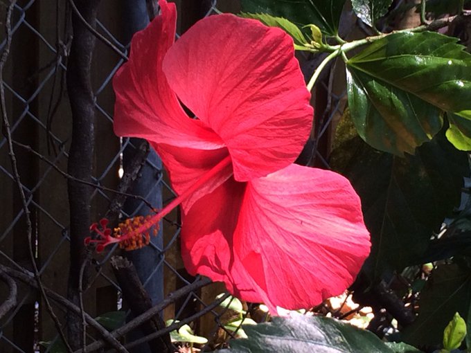Good morning all!! 😊 Enjoying some of the local color in my backyard this morning. 🌸 https://t.co/8w<a href="/tag/mistymonday"class="tags"><span>#mistymonday</span></a>