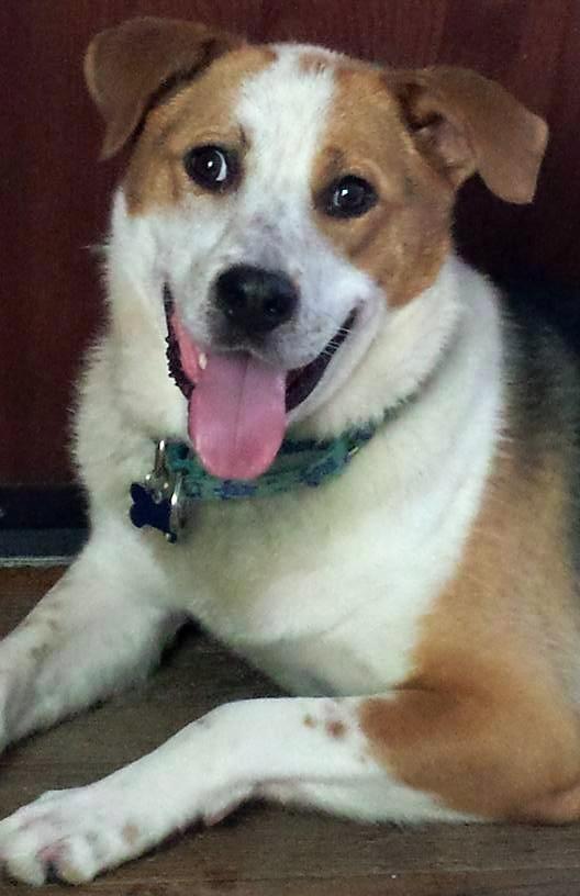 TUTailWags's tweet photo. Happy tail wags! @UMDogRescue at @Unleash #Columbia 4 adoption Sat., June 18, 12–2 pm. #adopt #dogs #Botsman https://t.co/WuqQsFDIKf