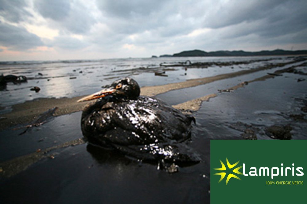 Lampiris ne change pas de nom, mais change d'image…
#Total #Lampiris