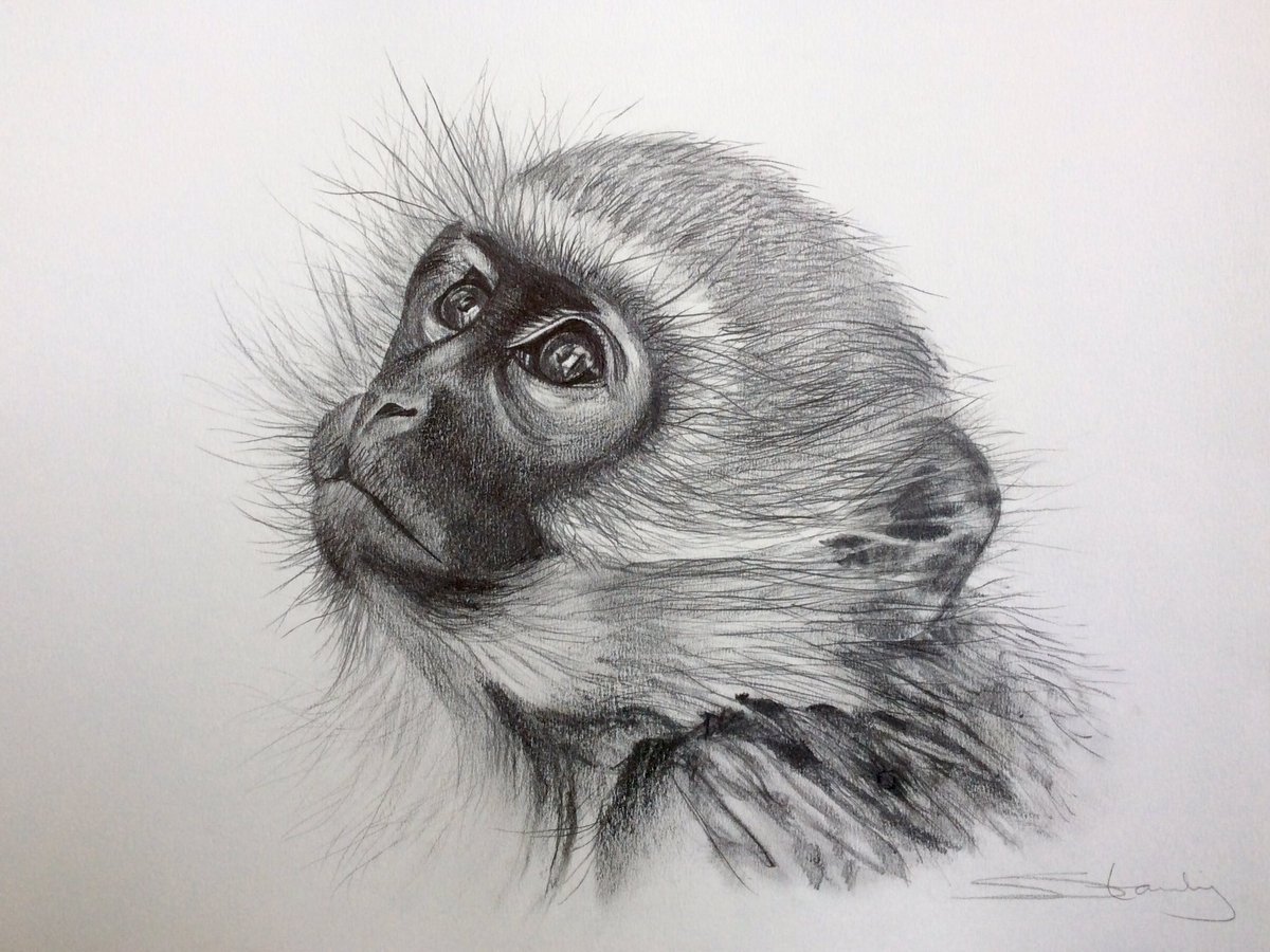 Monkey business, graphite drawing, original photograph by Tanya Stollznow #vervetmonkey <a href="/TanyaStollznow/">Tanya Stollznow</a>