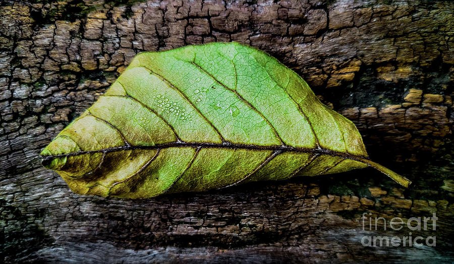 campyphotos's tweet image. Wonderful #patternsandtextures! buff.ly/1sEm6L7 #leaf #treetextures #howdoyoupixels via @jamesaiken09