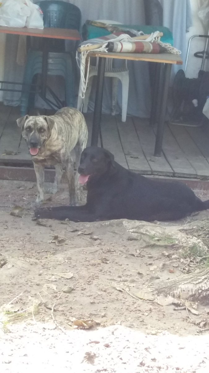 Se perdieron en la zona Shangrilá ayer Lunes de tarde. 098187356 o 098141027 Muchas gracias