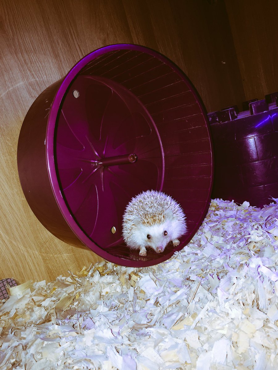 WAA_Teesside's tweet photo. One of our #africanpygmy #hedgehogs having a little run this morning! How adorable! #Stockton #northeast #animals https://t.co/z5Q3dvEcR2