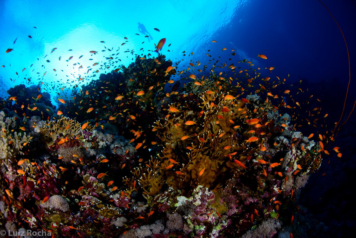 CoralReefFish's tweet image. #Ocean photo of the day: a calm day in the Red Sea...