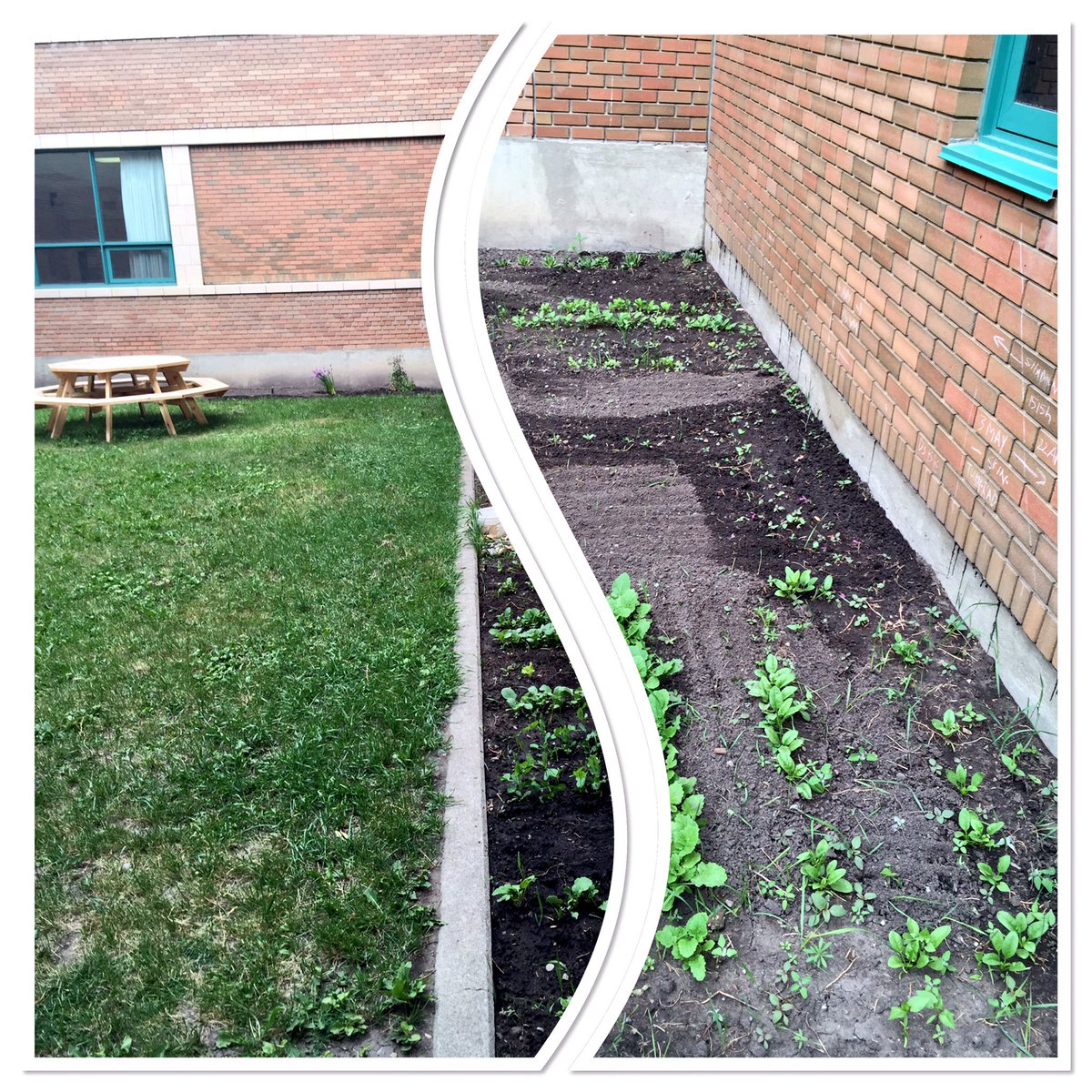 StMarysHS_ccsd's tweet photo. The St. Mary's outdoor classroom in our #learningcommons includes a vegetable garden. Thanks to Mr. Walsh/students. https://t.co/foBCsi1tTl