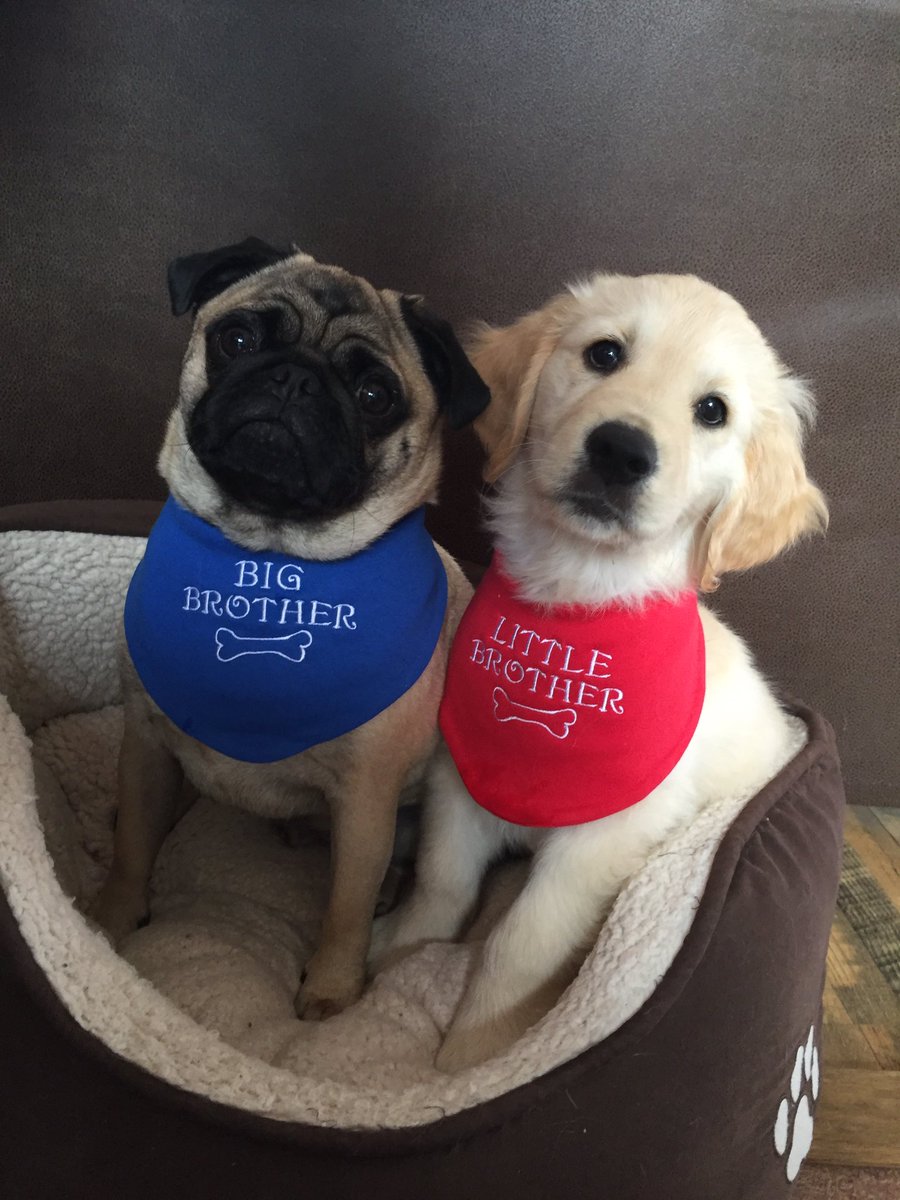Sammylittle91's tweet photo. #pug #goldenretriever #brothers #love https://t.co/rkwgdCrIG7