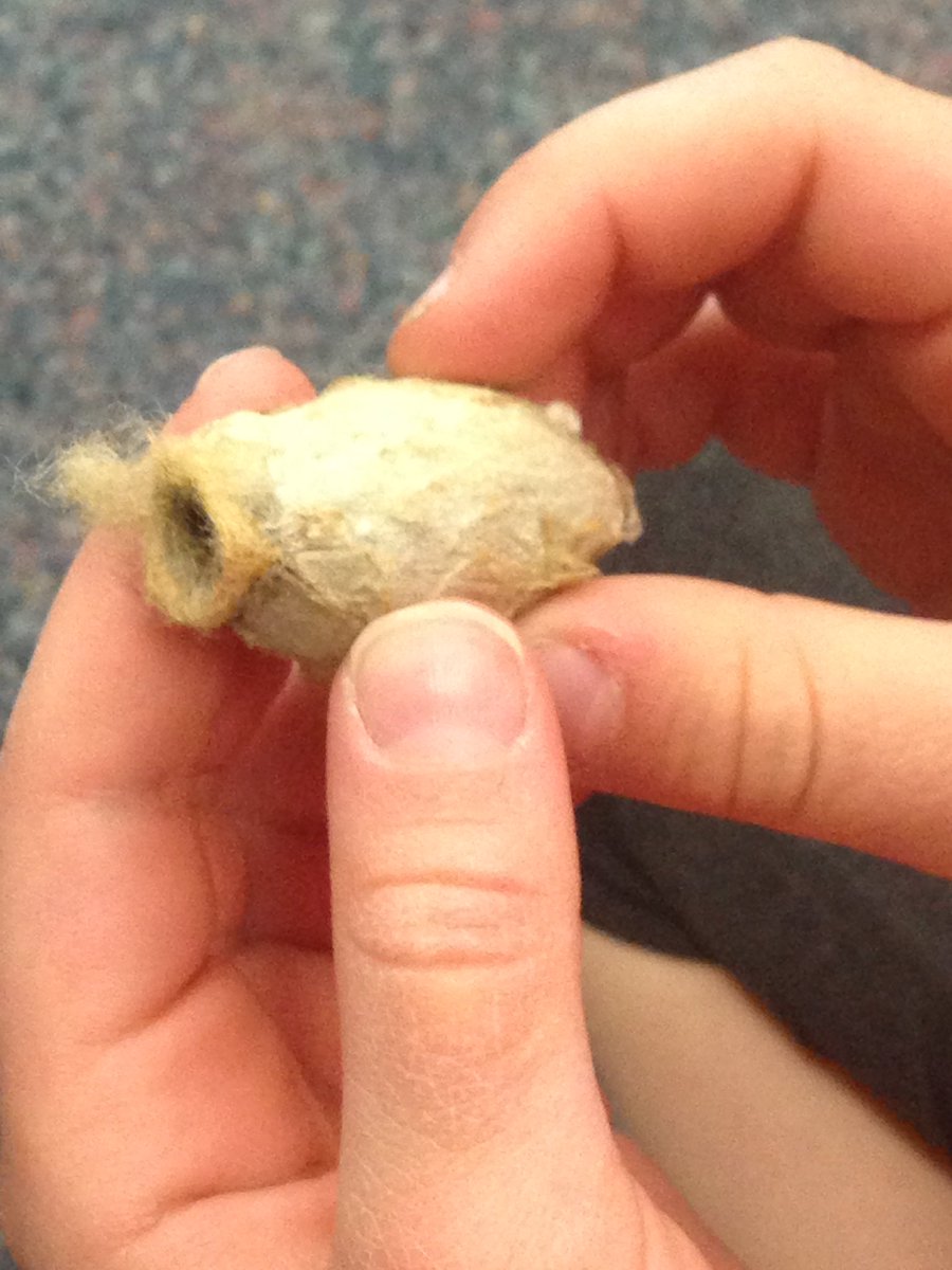 Curioustwos's tweet photo. It feels like a hard leaf/peanut. Learning the difference between cocoons and chrysalis. https://t.co/SpmUjuxQtd