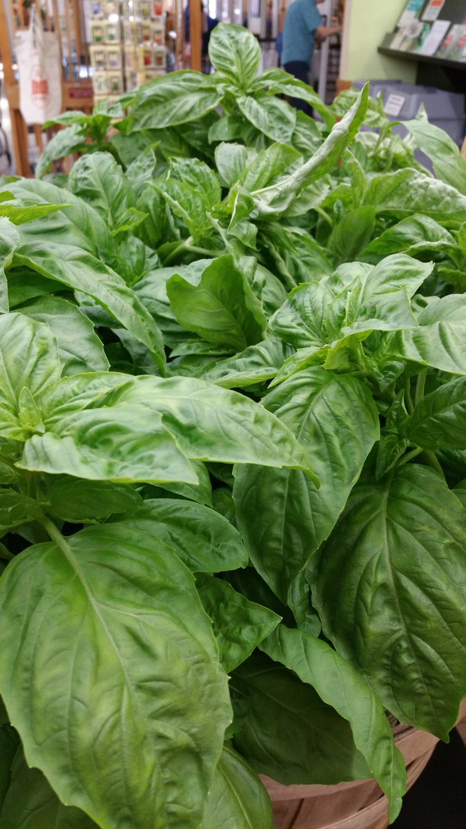 Amazing basil from <a href="/SaladDaysPro/">Salad Days Produce</a> today! It's a spectacular addition to your BLT.