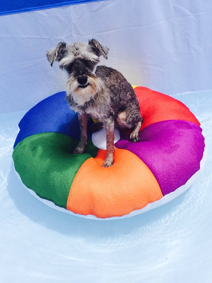 Kev_Emo's tweet photo. Sampson just chillin. #SchoolsOutPoolsOut #ItsADogsLife https://t.co/UlHuMFFyON