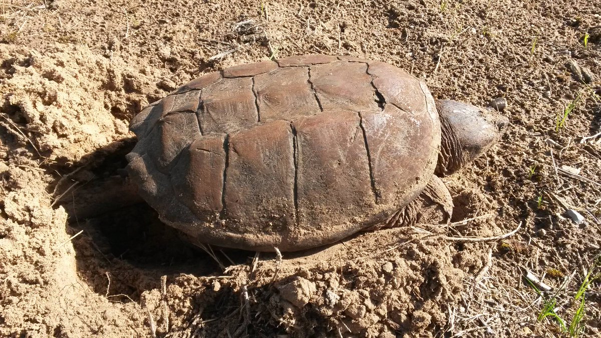 USFWSMidwest's tweet photo. Turtles are out searching for the perfect place to lay eggs. Watch for #turtles crossing roads &amp; keep them safe! https://t.co/8IYbVnTZMI