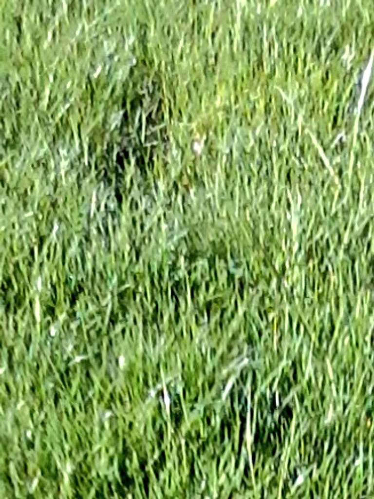 GlobalDoves's tweet image. The #GRASS IS GREEN #Right Here!  #Right Now!