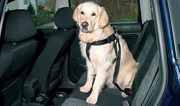 DogsRescueC's tweet photo. TRANSPORTE SOLIDARIO
Necesidad actual de enviar un perro tamaño grande a Medina del Campo (VALLADOLID)
#BlaBlaCar https://t.co/p2OpDcBGHQ