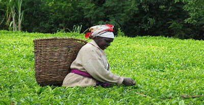 smes_ng's tweet photo. Africa spends 35 billion US dollars in importing food https://t.co/3fJ4WkCzwG https://t.co/yKFH6OAKKo