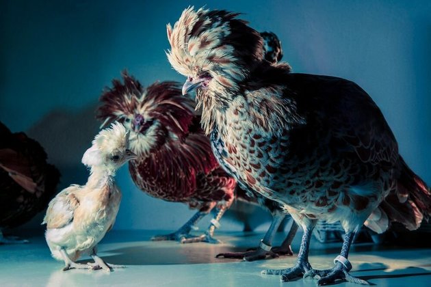 VegNews's tweet photo. An Italian photographer aims to show how beautiful chickens are in a new series. https://t.co/rNfEjFaj40 #vegannews https://t.co/Wtxo38BZy6