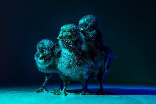 An Italian photographer aims to show how beautiful chickens are in a new series. ow.ly/seNT301fU7U #vegannews