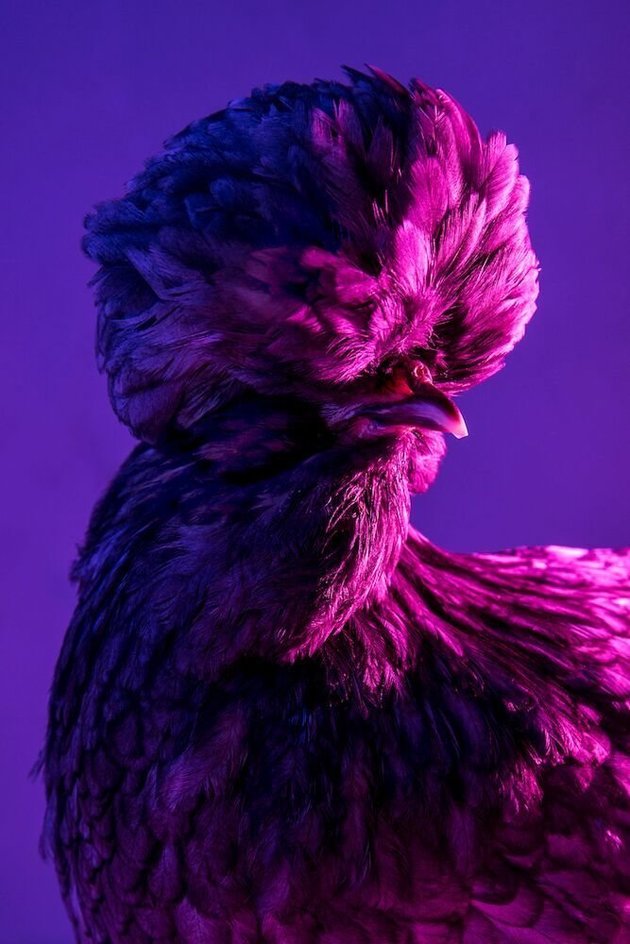 VegNews's tweet photo. An Italian photographer aims to show how beautiful chickens are in a new series. https://t.co/rNfEjFaj40 #vegannews https://t.co/Wtxo38BZy6