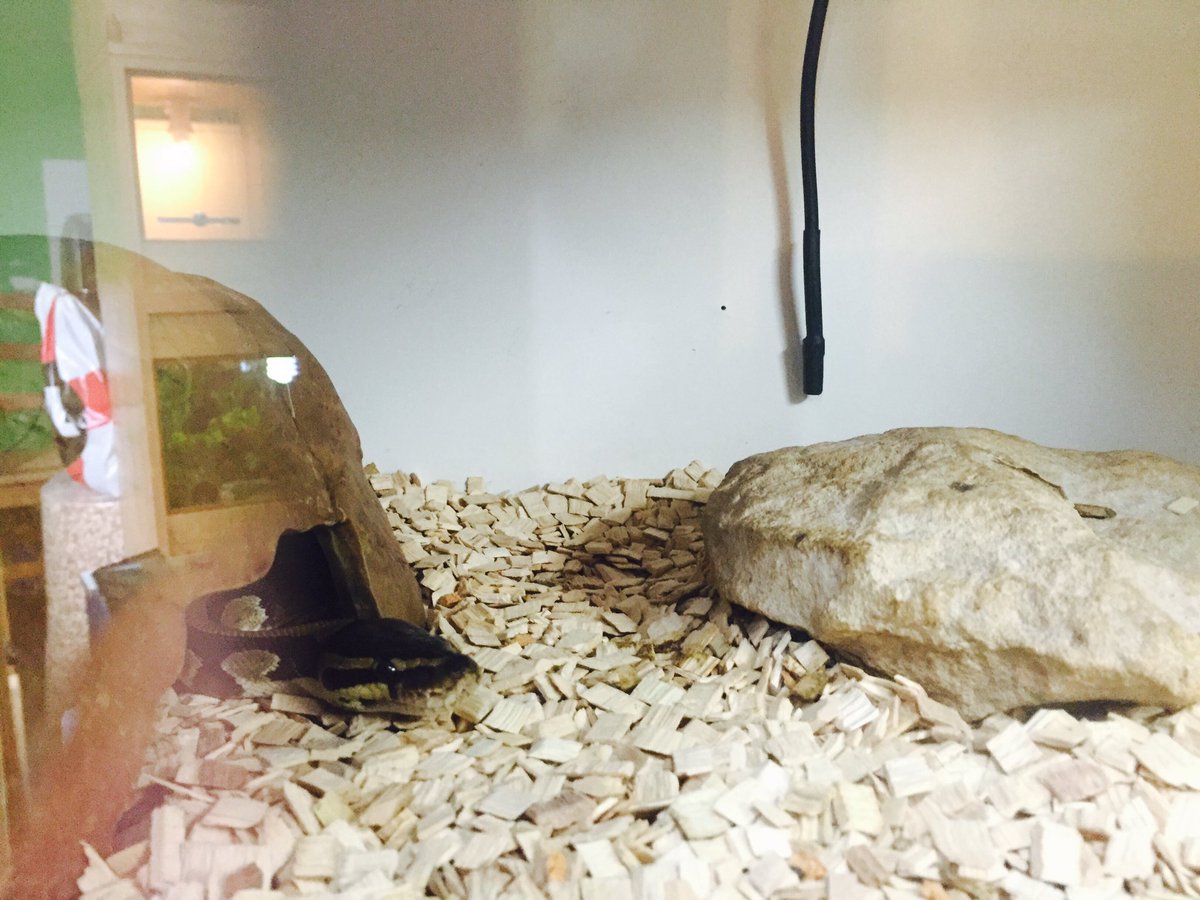 TimsonJo's tweet image. New baby