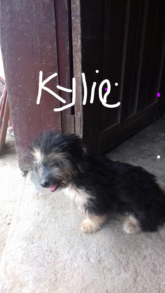 Lil_tweenie's tweet photo. This cutie came knocking, she's really a gay one tho...say hi to Kylie people https://t.co/KFqa4KbGeC