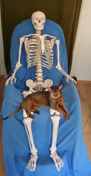 ElDelColacao's tweet photo. Cuando tu mascota se queda dormida en tus piernas y tú no te mueves para que no se despierte. https://t.co/iYEBLiHGOt