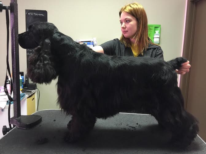 positivegroomer's tweet photo. English Cocker hand stripped 2nd grooming @mjspetacademy using @EspreePetCare high sheen https://t.co/MxSx5yBu8Q