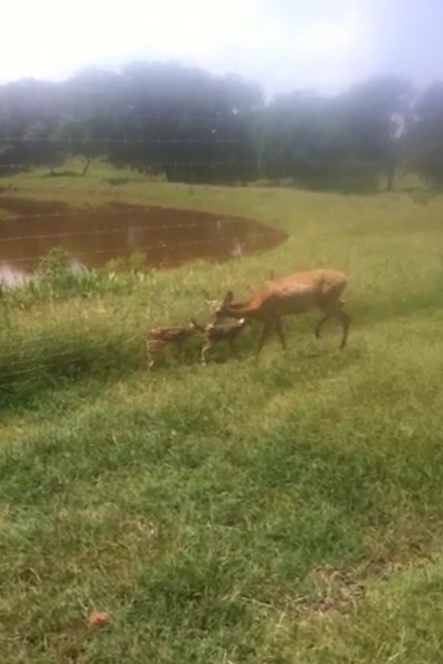 Tony_Lewis_63's tweet photo. ￼
Fawns are growin fast already a week old https://t.co/veIpb2vpbF