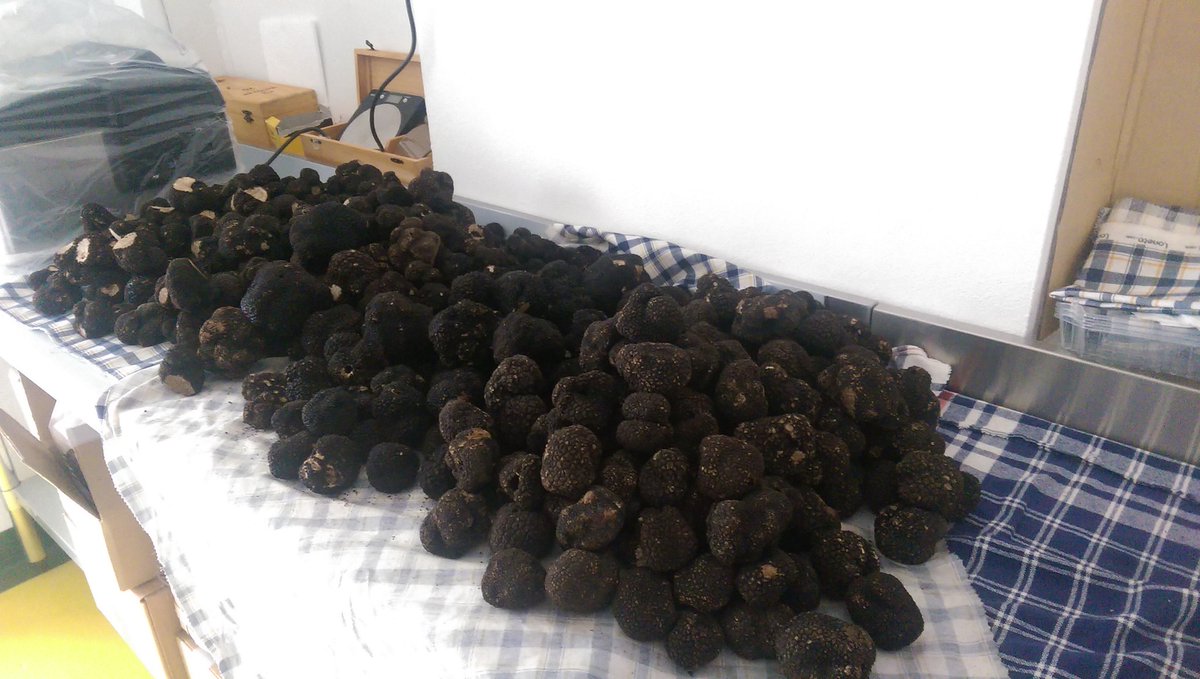 ATruffles's tweet image. Not as good as perigord truffles ....but still glorious summer truffles....let celebrate them!!!