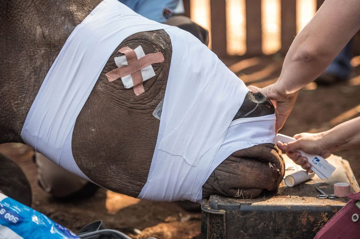 ElaVapaasti's tweet photo. The Incredible people who help Rhinos in need https://t.co/LQlZ9wfN77 @HelpingRhinos @savetherhino #PreventPoaching https://t.co/UqzM8pjy96
