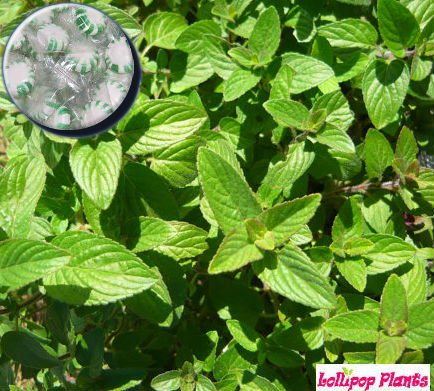 LollipopPlants's tweet photo. Wintergreen Mint. Refreshing for those hot summer days https://t.co/5a1JIcJqJi https://t.co/4z3UXCn0IG