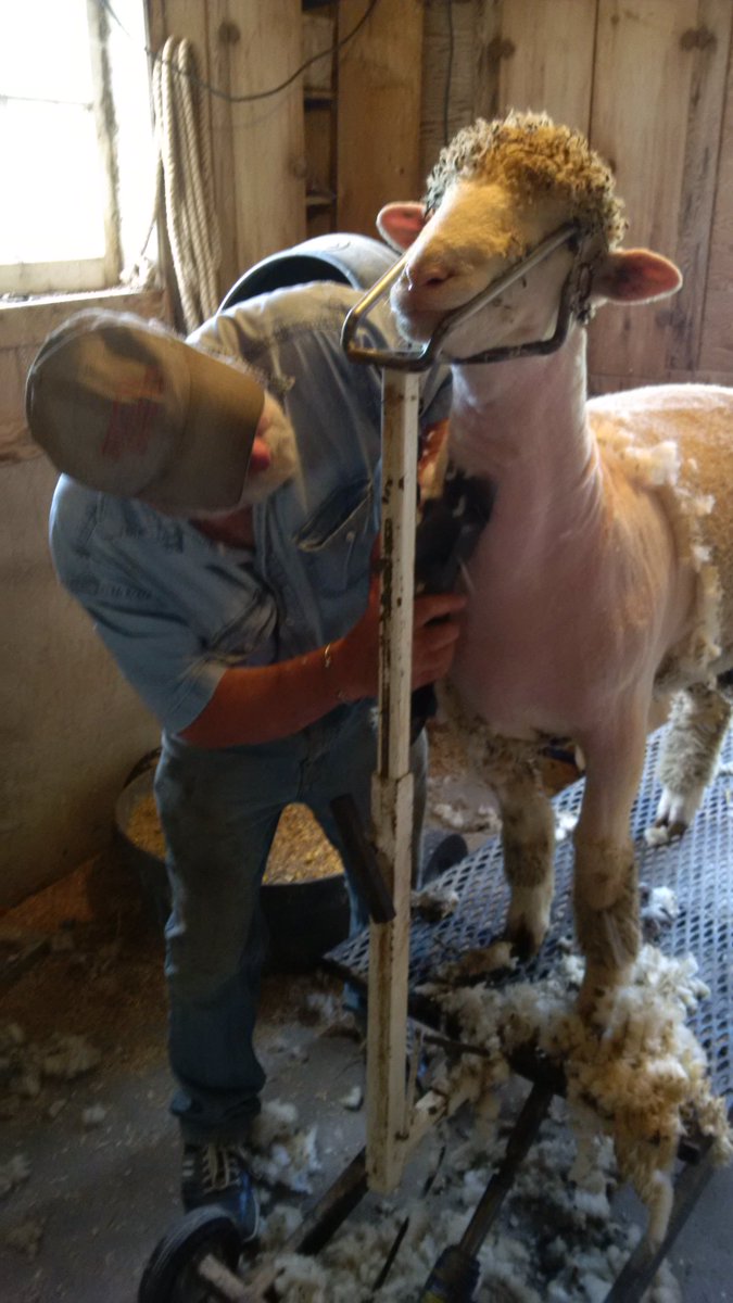 Brien Sheep tweet media