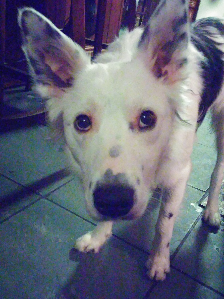 ThisIsSleepWell's tweet image. Dogz man