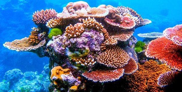 New study explains how some algae living in corals tolerate higher ocean temperatures: science.unsw.edu.au/news/study-alg…