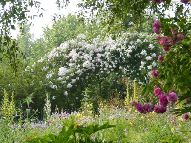 Zaterdag 18 juni &amp; Zondag 19 juni 10.00 -17.00 u
Opentuinenweekend hettuinpadop.nl / groei.nl