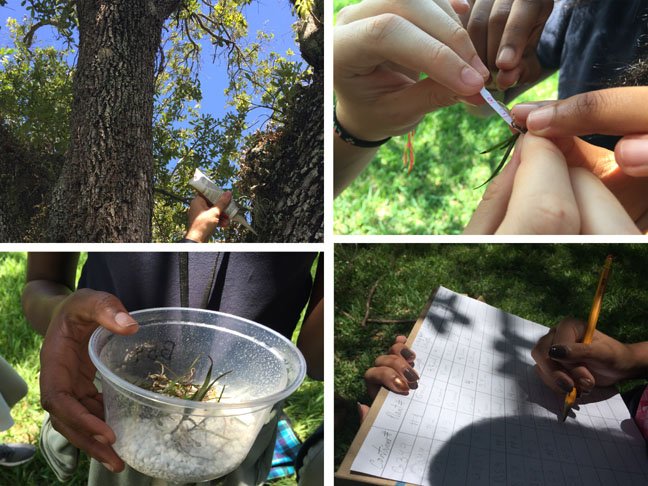 livan_escudero's tweet photo. June 1st orchid planting after school @FairchdChallnge #millionorchidproject #botany https://t.co/ugK8XQG20Q